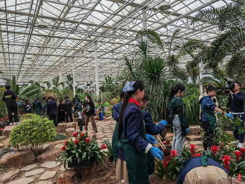 大中小 園藝師 同上勞育課,學生參與種植 畢業花田 ,留影打卡向日葵花海