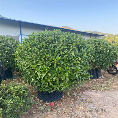 非洲茉莉球美植袋苗 非洲茉莉球杯苗 園林景觀綠化灌木球