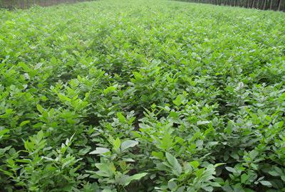 【優質白蠟樹苗低價處理 白蠟樹苗種植銷售基地 白蠟苗采購信】價格_廠家_圖片