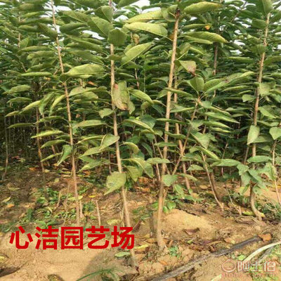 【批發出售山東大櫻桃樹苗矮化大櫻桃苗適合南方北方種植櫻桃樹苗】泰安開發區心潔園藝場 - 產品庫