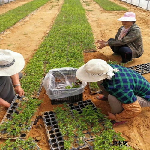 大櫻桃苗 大櫻桃苗種植基地