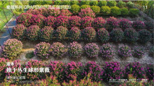 花展展品如何變商品 這場 花卉推介會 帶來了80多種 全國首發