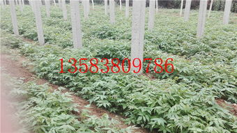 湘潭香椿苗種植量大從優 產品新聞 泰安開發區海洋園藝場