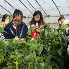 西北農林科技大學園藝學院