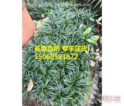【安徽玉龍草草皮基地種植批發供應 安徽玉龍草地被苗價格 生長迅速易成活】漳浦縣馬口裕景園藝場 - 產品庫