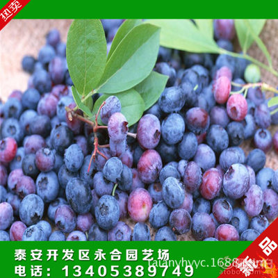 【永和園藝場藍莓樹三年生杜克藍莓樹錢一株南北方品種.】泰安開發區永合園藝場 - 產品庫