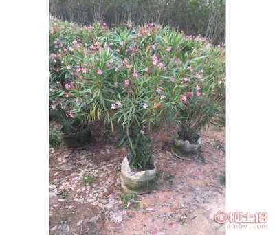 【批發夾竹桃袋苗小杯苗,福建花木場直銷】漳浦縣榕馨園藝場 - 產品庫