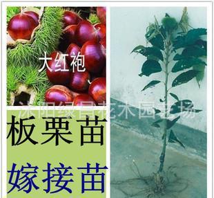 嫁接大紅袍板栗苗 庭院栽植果樹苗當年掛果 適合南方北方栽植果