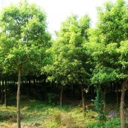長沙杜鵑世家欒樹種植專業戶 欒樹基地 提供批發 優質樹苗