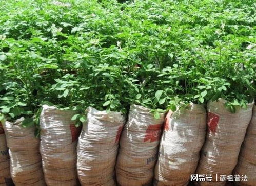 8種省錢的園藝技巧,讓你在養花過程中省下一大筆錢