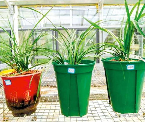 湖南省園藝研究所國家蕙蘭種質資源庫 致力蘭花種質資源收集和研發 國家花卉種質資源庫 專題
