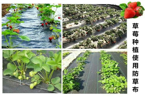 【有機農產品栽培防草布除草布園藝地布蓋草布/蔬菜】- 