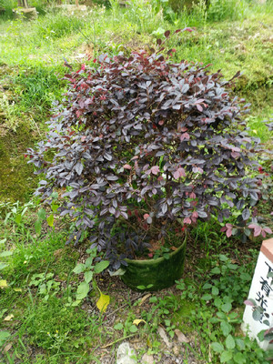 紅花繼木球大型種植場紅花繼木球園林風景樹紅花繼木球產品供應紅花繼木球基地直銷紅花繼木球自產自銷-漳浦縣馬口綠博園藝場