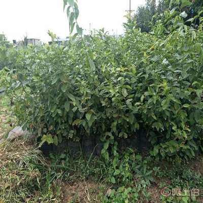 【藍莓苗栽種技術 新品種藍莓苗 兔眼藍莓苗價格】泰安開發區永明園藝場 - 產品庫