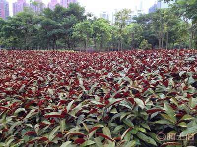 【紅背桂種植基地銷售質優價廉哪里有】龍海市東泗興輝園藝場 - 產品庫