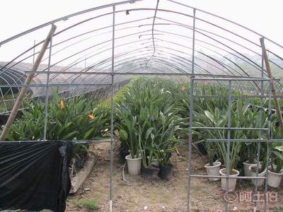 【天堂鳥苗木種植基地袋苗是什么報價哪里有】龍海市東泗興輝園藝場 - 產(chǎn)品庫