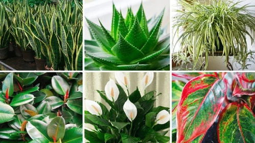 室內缺乏光照,適合養哪些觀賞植物