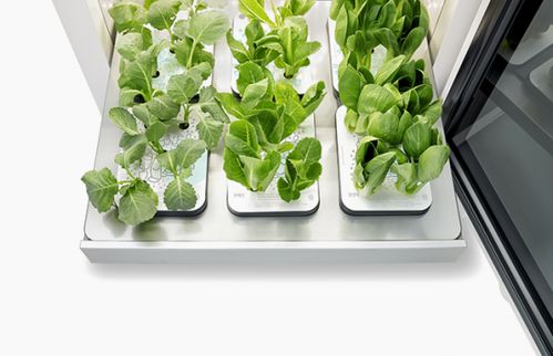lg tiiun室內種植系統,全年可提供新鮮蔬菜