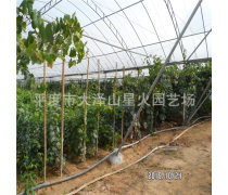 紅芭拉歐葡萄產(chǎn)品信息