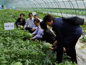 我院園藝所西瓜新品種 申蜜6號 和 申蜜7號 重茬栽培生產(chǎn)試驗完成中期現(xiàn)場考察