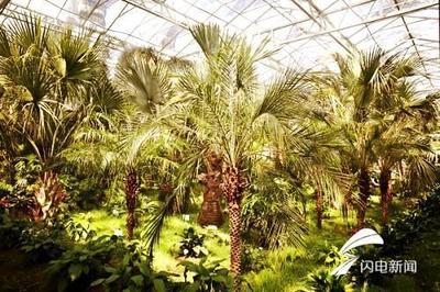 壽光菜博會精彩搶先看:蔬菜種植還能玩出這些“新花樣”