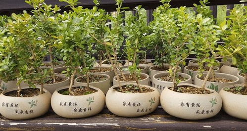 花博 農業篇 村里富了,全靠它