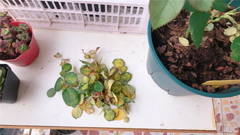 護花使者 月季紅蜘蛛,2種藥 伺候 ,同是天涯 殺紅人