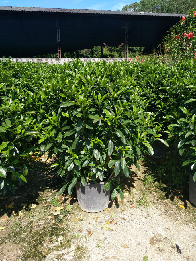 湖北非洲茉莉球湖北非洲茉莉球基地直銷湖北非洲茉莉球產品供應湖北非洲茉莉球批發湖北非洲茉莉球種植基地質優價廉-漳浦縣馬口綠博園藝場