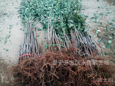 【江西上饒適合種植水果】泰安開發區永信園藝場 - 產品庫
