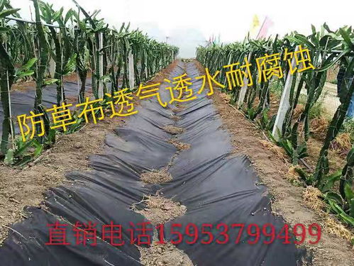 【新民市種植果樹防草布哪里賣除草布成本閆經理告訴你】- 