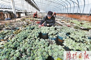 賣 萌 增收