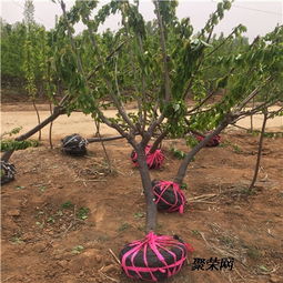 明珠櫻桃樹苗
