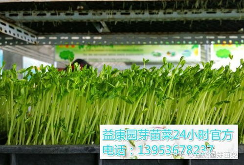 益康園富氧有機(jī)黃瓜的高效無土栽培技術(shù)全過程解密