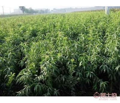 【桃樹苗種植廠家】泰安高新區(qū)泰山園藝總場 - 產(chǎn)品庫