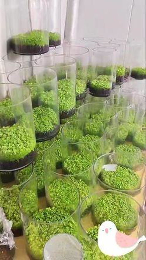 每當(dāng)種下一顆植物 樹苗,都會讓地球媽媽多一片綠壤 水培植物 園藝