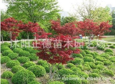 【紅楓種植基地、低價直銷紅楓樹、紅楓小苗、青楓、五角楓】沭陽正德苗木園藝場 - 產品庫