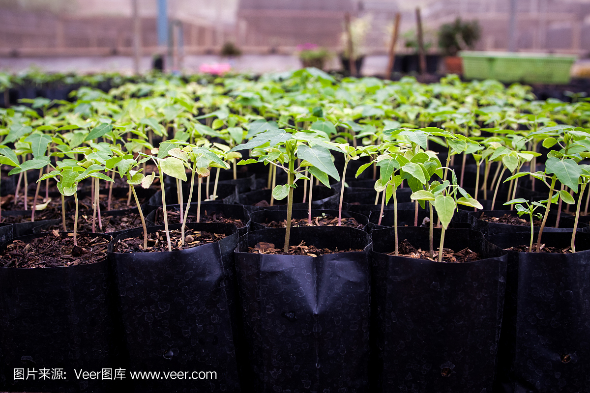 苗木已經(jīng)準(zhǔn)備好栽植了