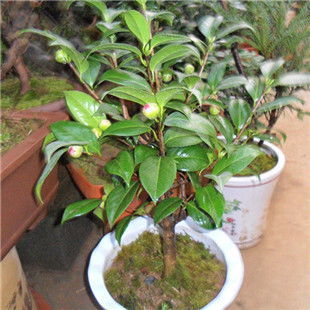 凱歌 茶花春季夏季秋季冬季非常容易 盆景價格,圖片,品牌信息 齊家網產品庫