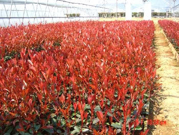 供應(yīng)紅葉石楠 杜鵑 紅繼木