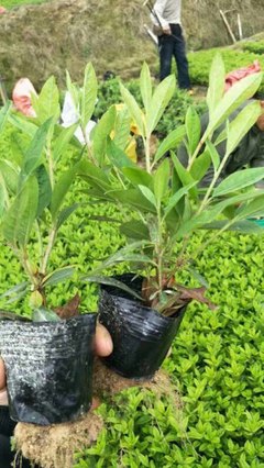 毛杜鵑移植苗 毛杜鵑報(bào)價(jià) 福建基地種植毛杜鵑袋苗