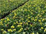 【新小苗】出售-【彩葉草】基地_種植方法教授于你【勝紅花卉】-青州市 花卉苗木園藝場提供【新小苗】出售-【彩葉草】基地_種植方法教授于你【勝紅花卉】的相關介紹、產品、服務、圖片、價格紫葉李、熏衣草價格、一串紅批發、紅葉李基地、衛矛種植基地、紅葉碧桃基地、