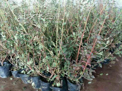 藍莓苗-藍莓苗種植基地-億通園藝批發