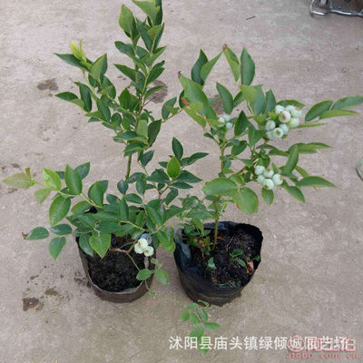 【綠傾城園藝批發藍莓樹苗兔眼藍莓盆栽現貨藍莓苗南北方種植當年結果】沭陽縣廟頭鎮綠傾城園藝場 - 產品庫