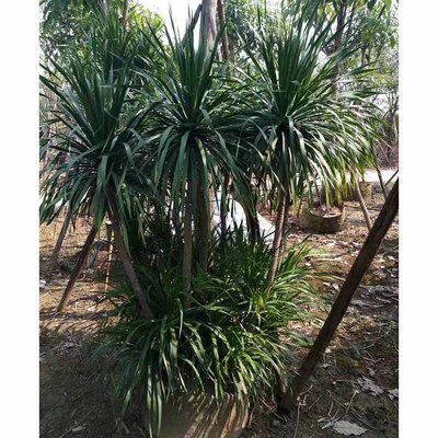 多頭龍血樹假植苗供應(yīng) 多桿龍血樹容器苗 綠化龍樹移栽苗 多種規(guī)格