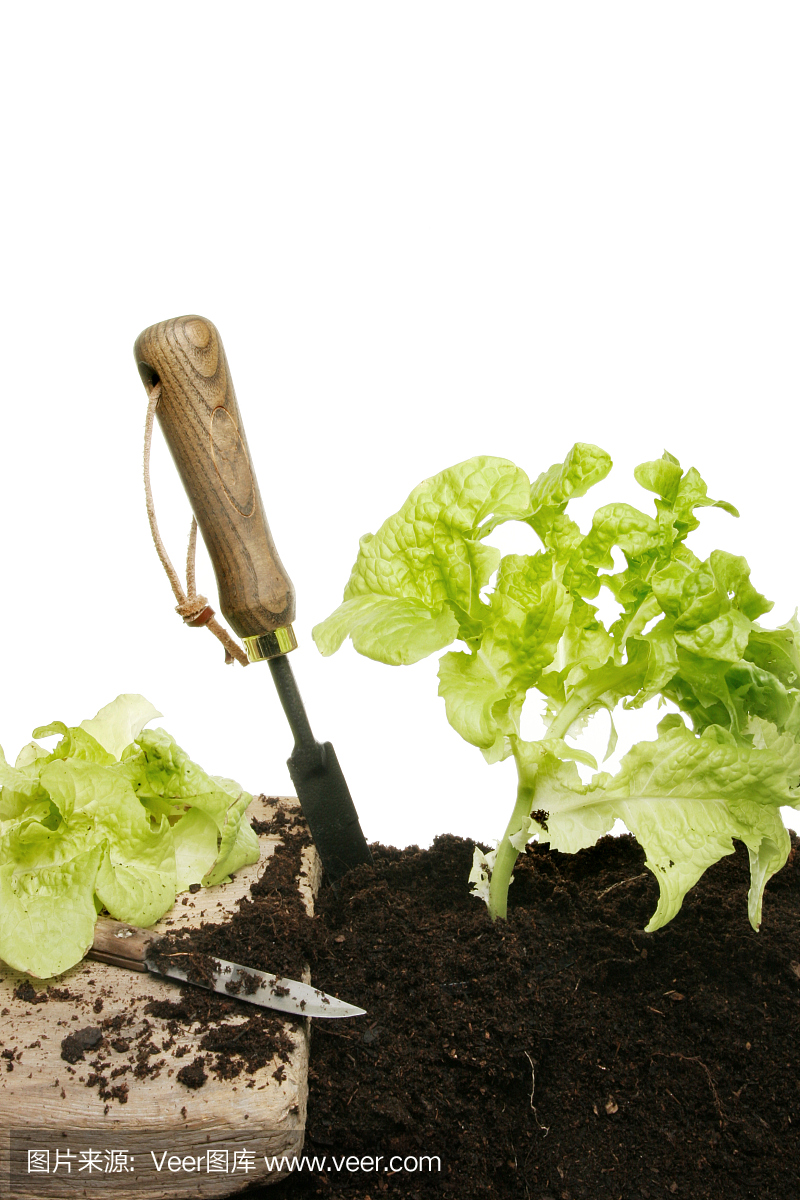 種植萵苣