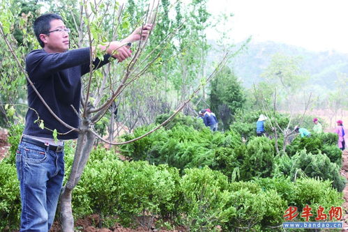 青島明確下半年綠化目標 對22個山頭重點整治