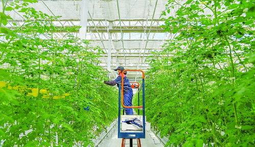 智慧農(nóng)業(yè) 植物工廠 種菜不用土產(chǎn)值超千萬